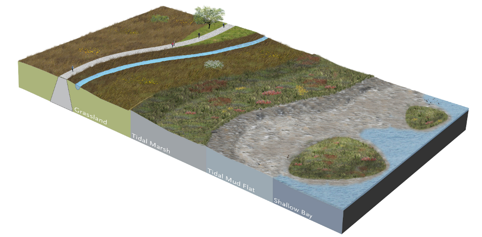 ESA levee graphic shows grassland, tidal marsh, tidal mud flat and shallow bay