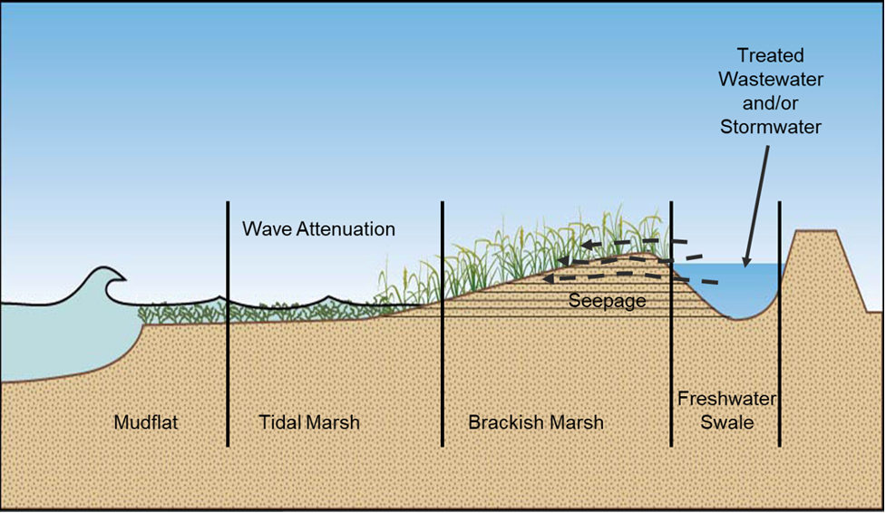 Graphic shows mudflat, tidal marsh, brackish marsh and freshwater swale